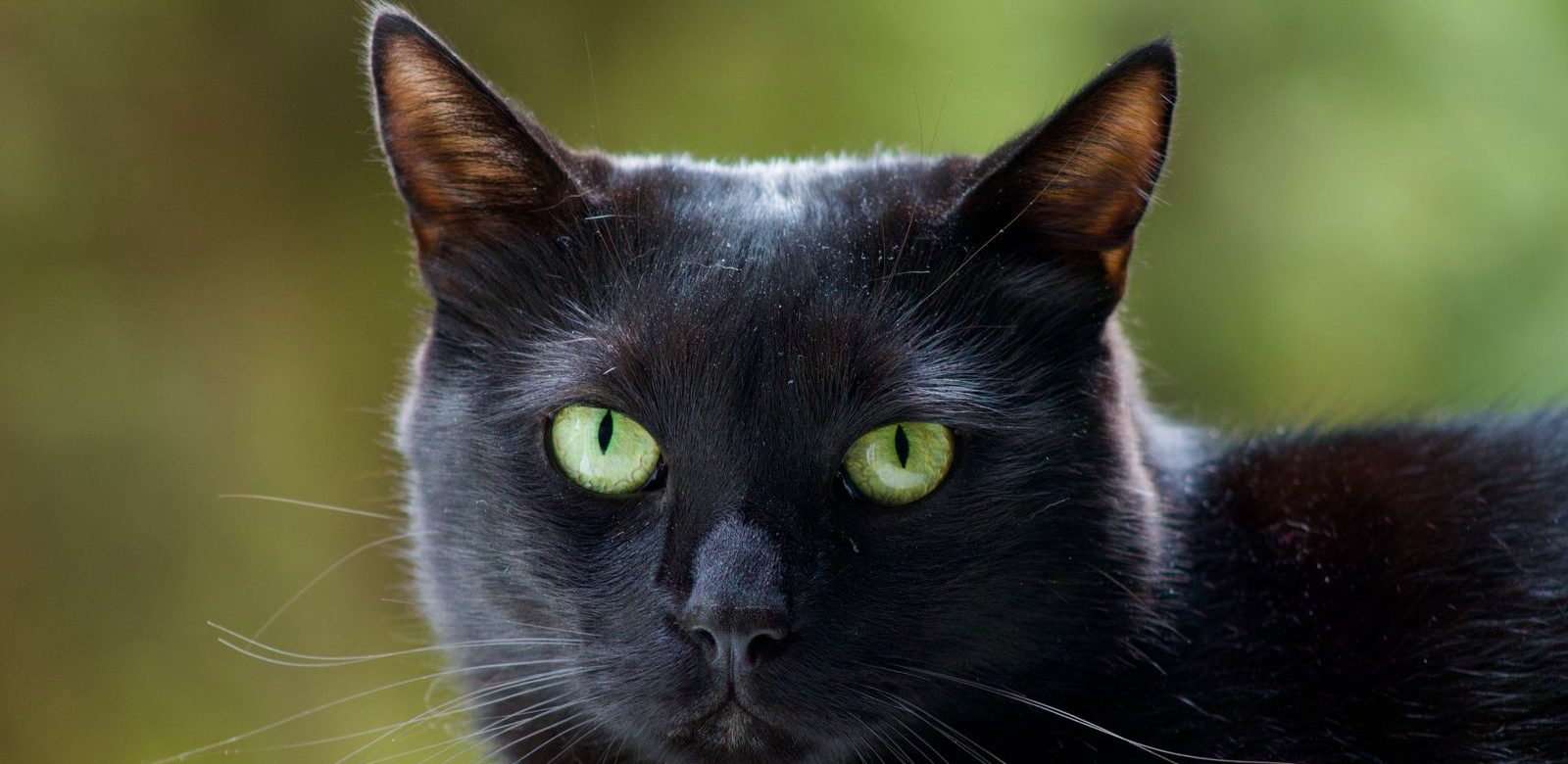 Close-up van een zwarte kat met groene ogen in een serene buitenomgeving
