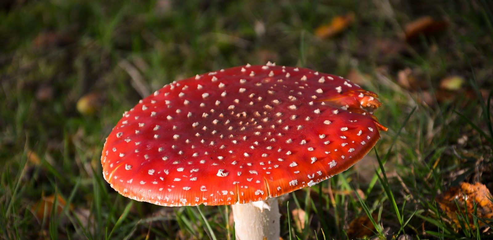 Een rode paddenstoel met witte stippen, een vliegenzwam, staat in het gras tussen gevallen blaadjes