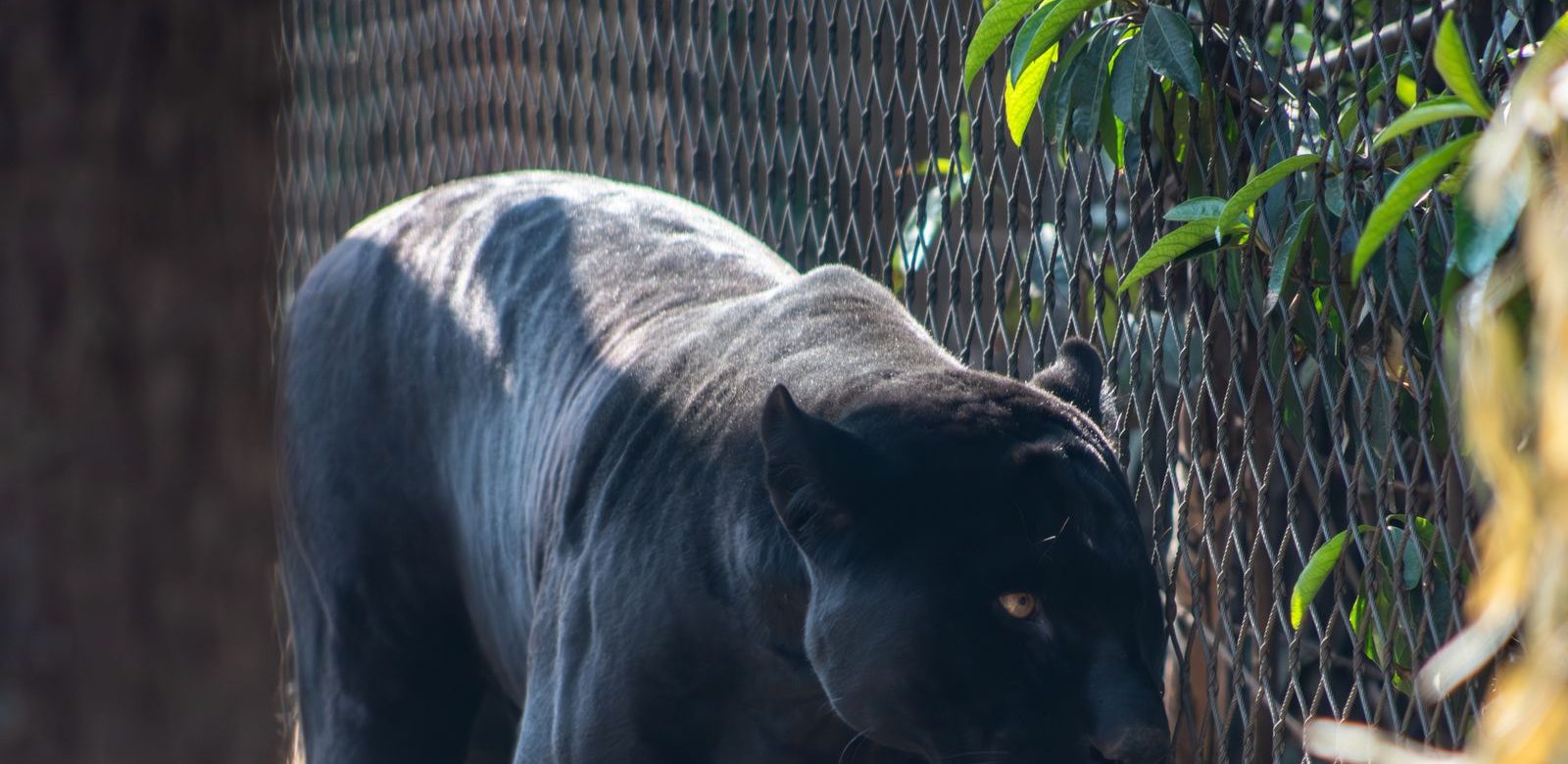 Een zwarte panter loopt langs een hek in de schaduw van groene struiken